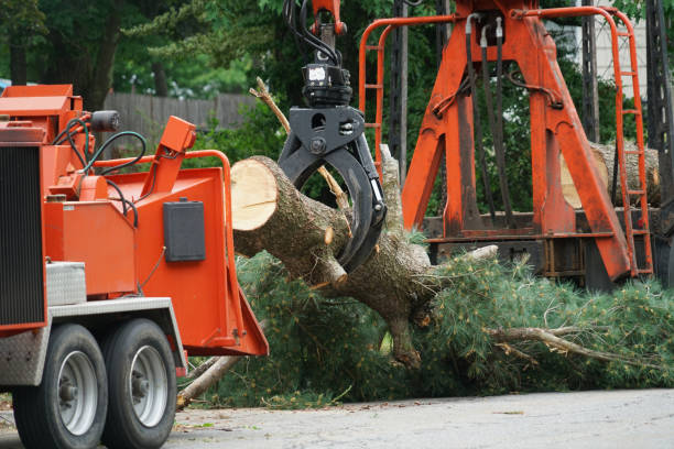 Best Tree Removal Contractors  in Bermuda Run, NC